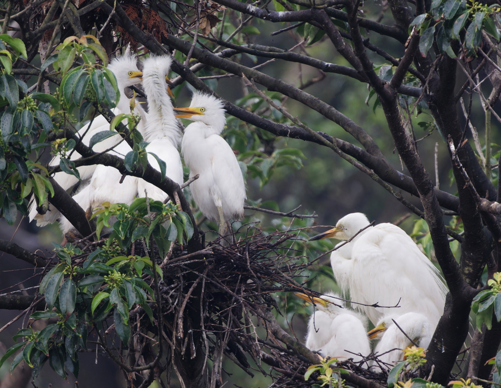 シロサギの親子