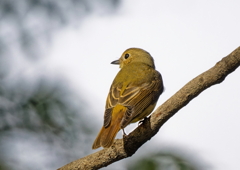 キビ♀