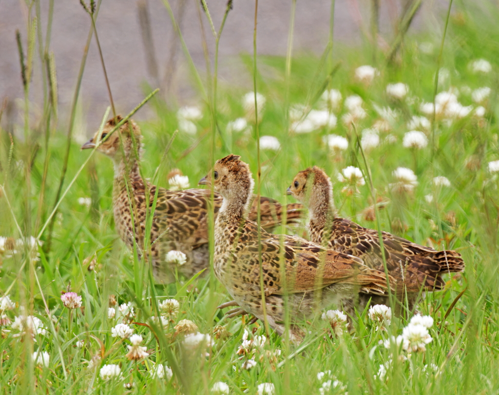 走りだすキジのヒナ