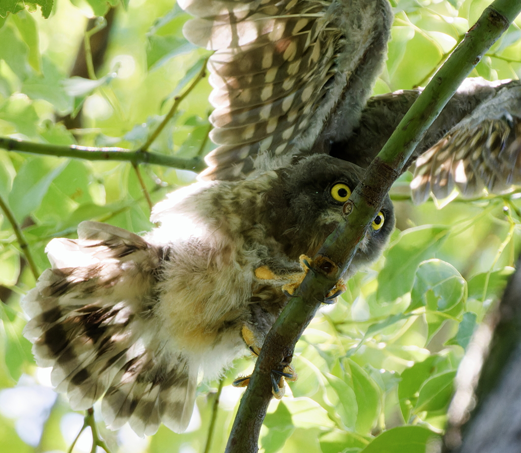 アオバズクの雛