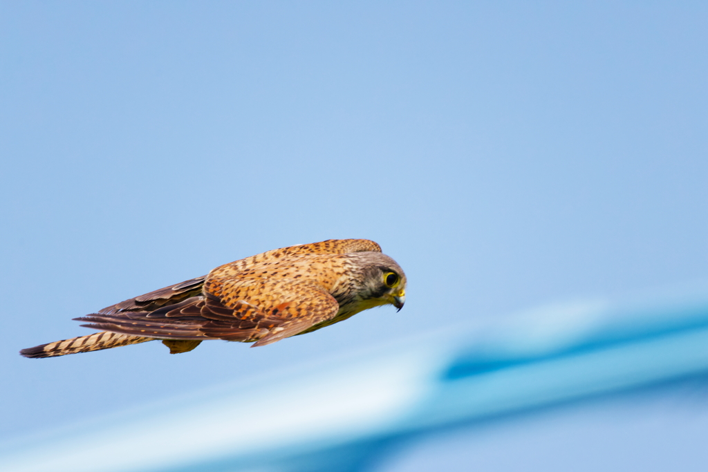 チョウゲンボウ♂雛