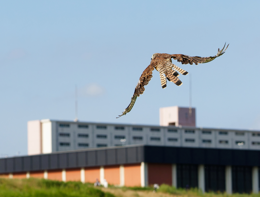 チョウゲンボウ
