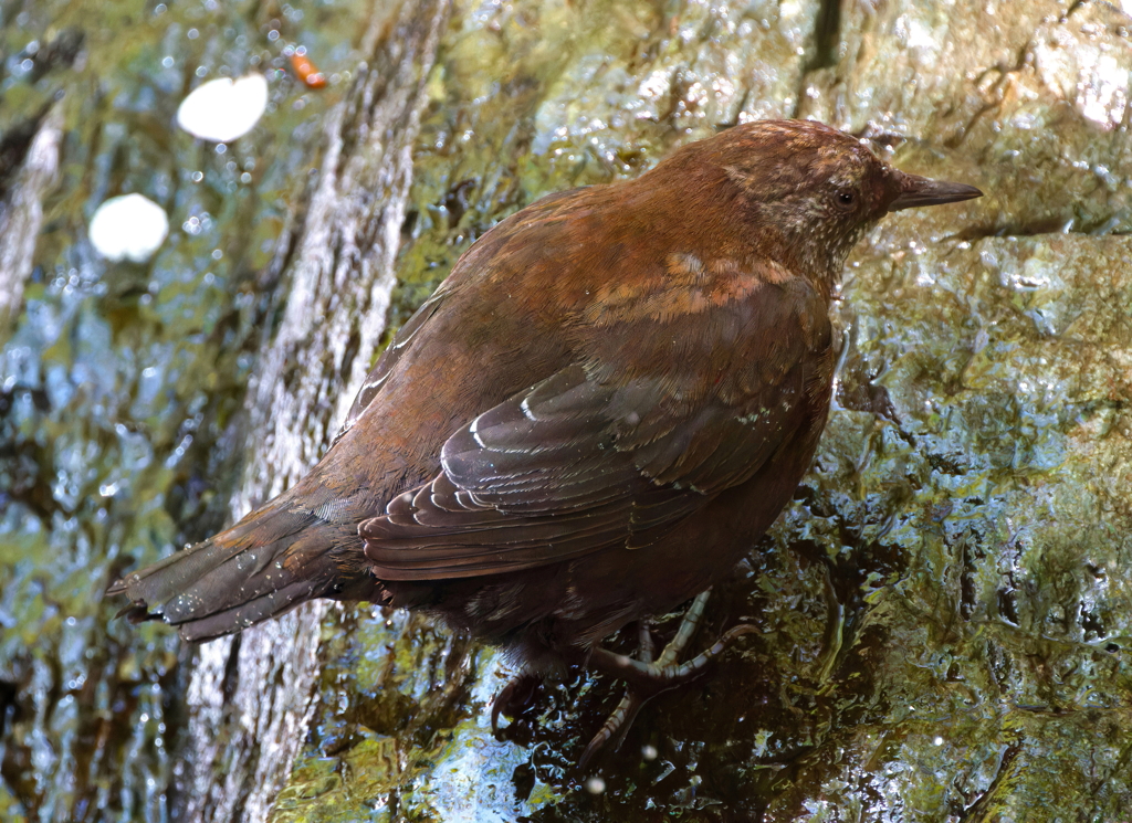 小滝をのぼるカワガラス