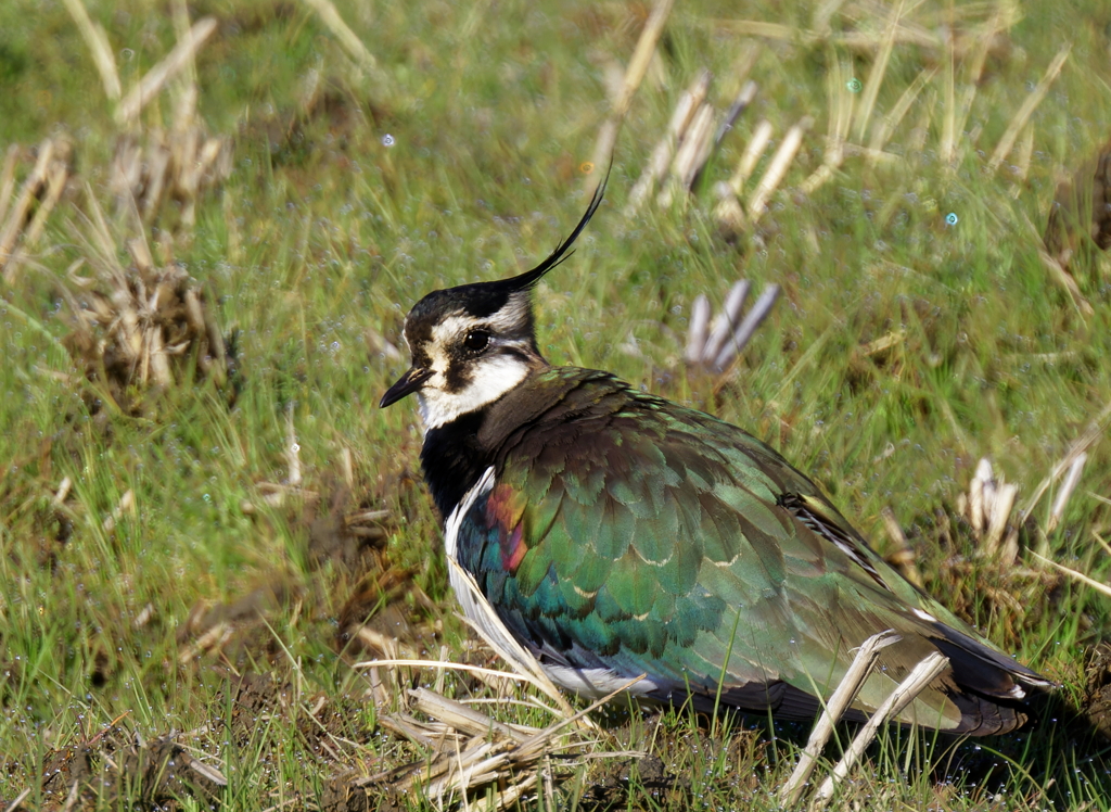 水もしたたる･･･　タゲリ