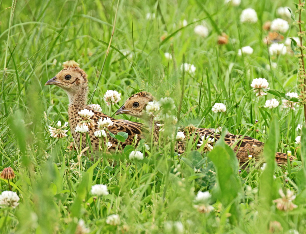 周囲の様子を窺うキジのヒナ