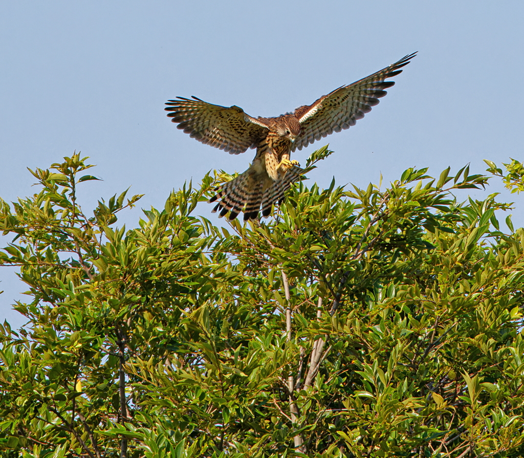 猛暑の淀川河川敷