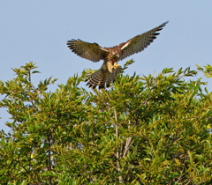 猛暑の淀川河川敷