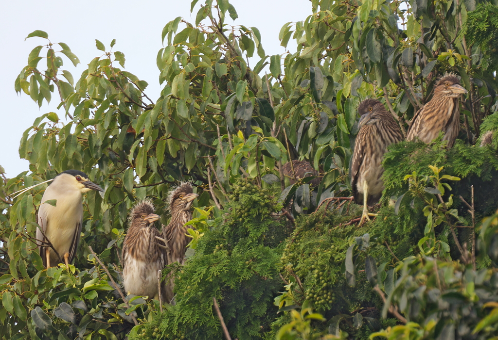 ゴイサギの親子