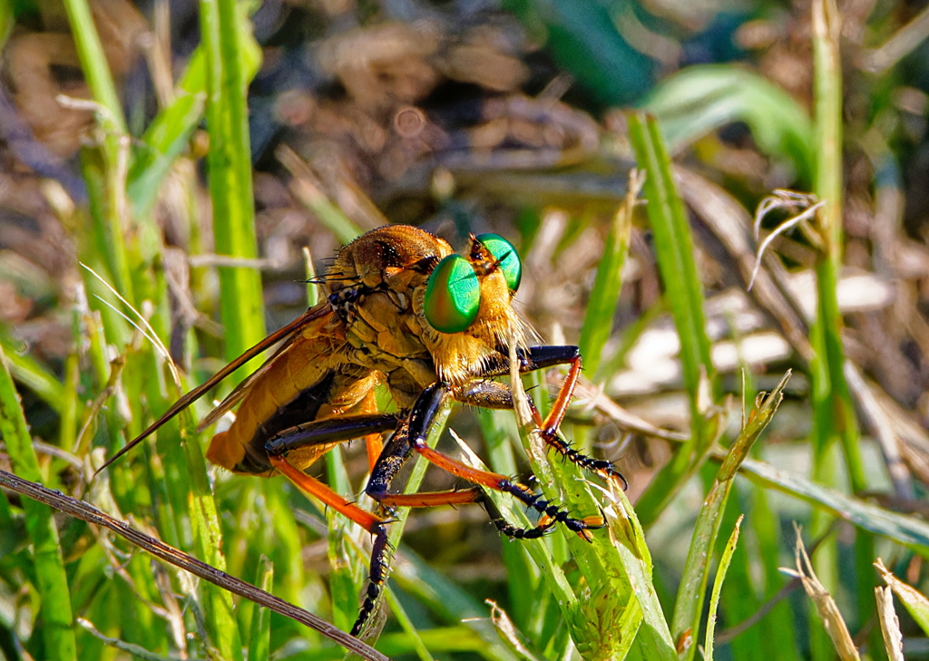 猛暑の淀川河川敷