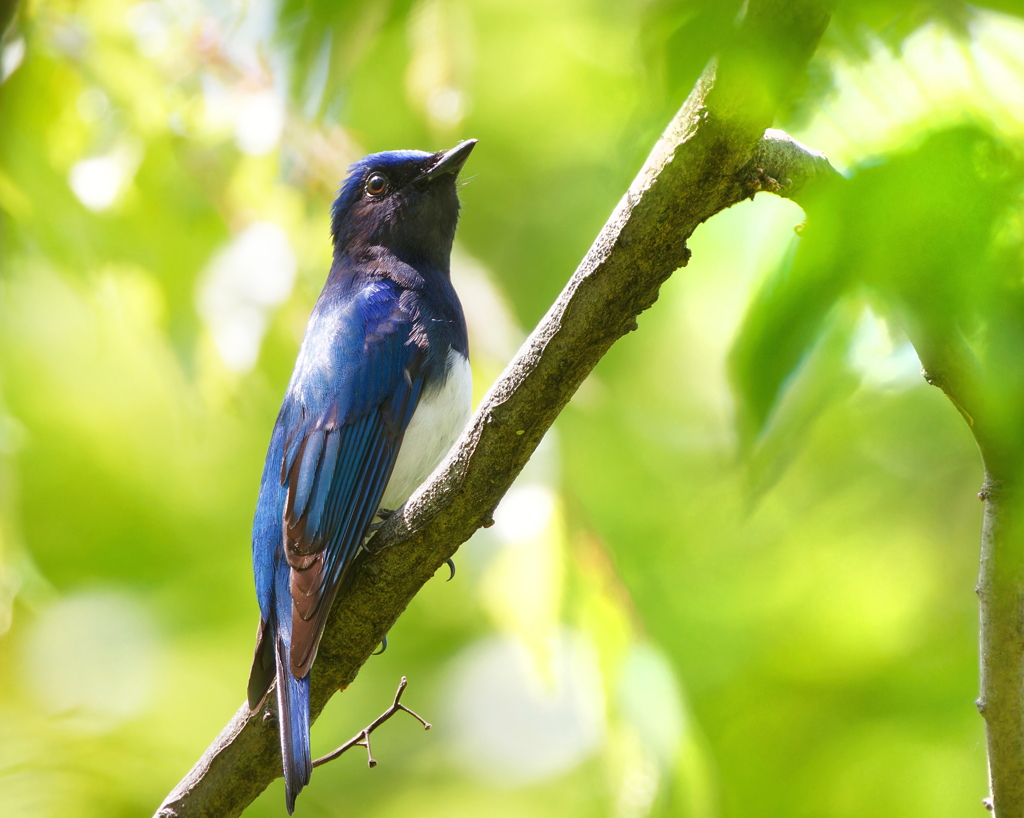 新緑のオオルリ