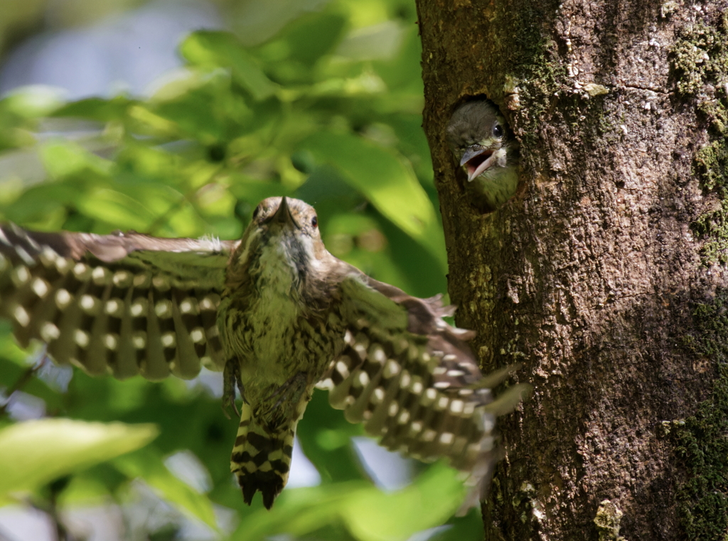 いってらっしゃ～い