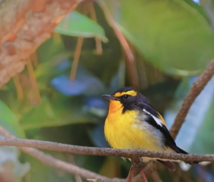 太め？のキビタキ