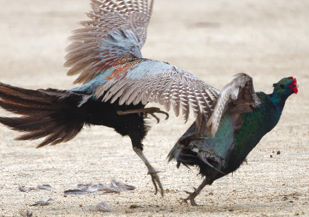 バックアタック