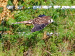 猛暑の淀川河川敷