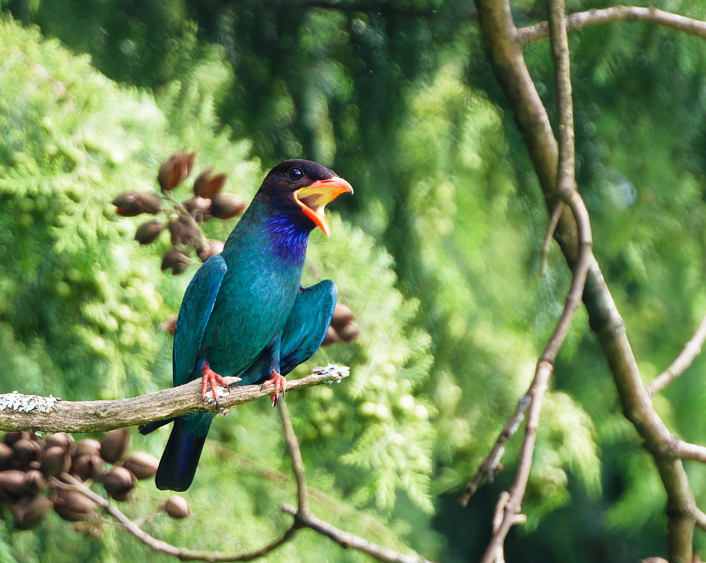 陽炎のブッポウソウ