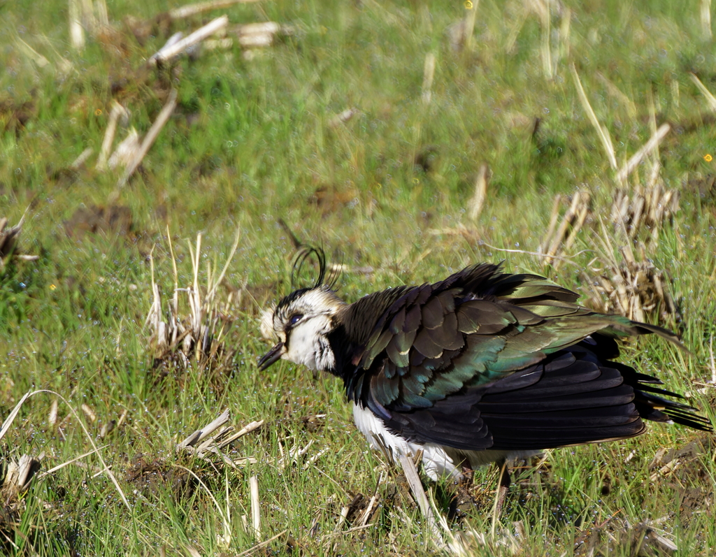 水滴をはらう、ブルブル！