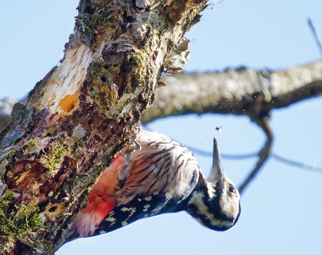 激しくつつくオオアカゲラ