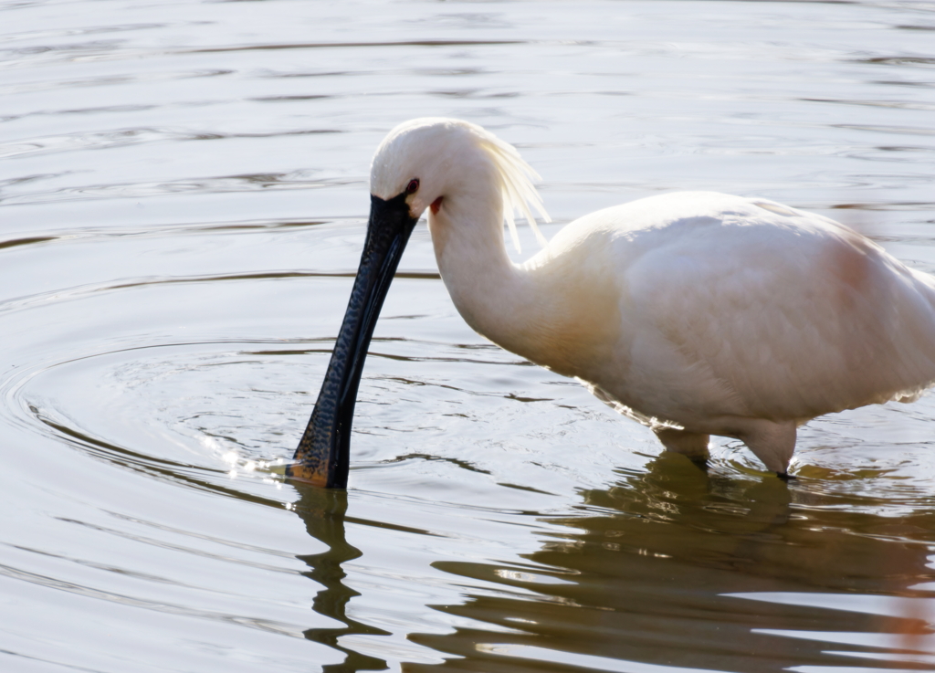 採餌するヘラサギ