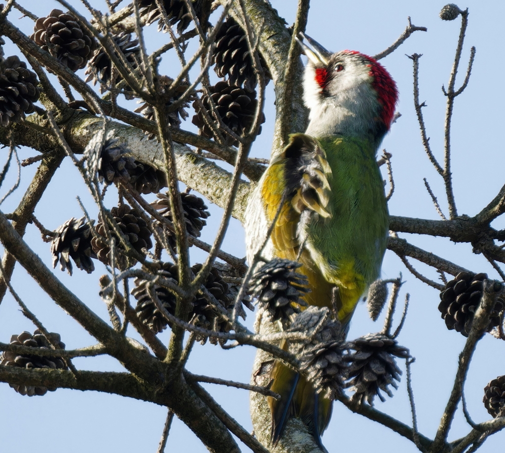 さえずるアオゲラ