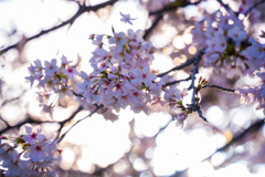 公園の桜