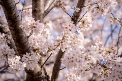 公園の桜②