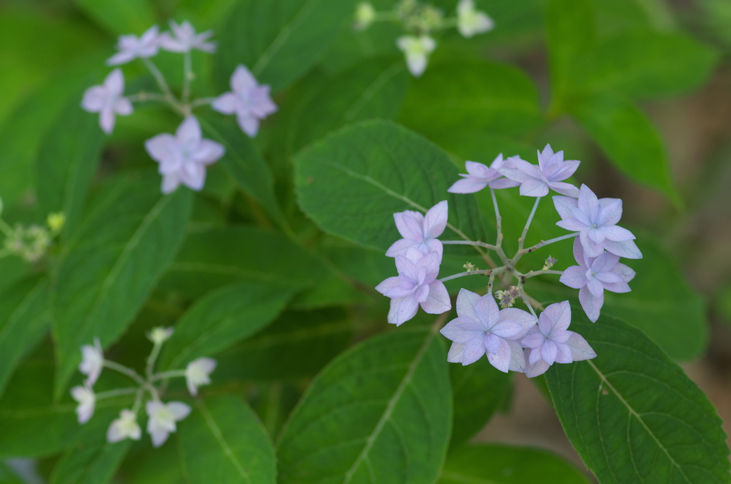 紫陽花