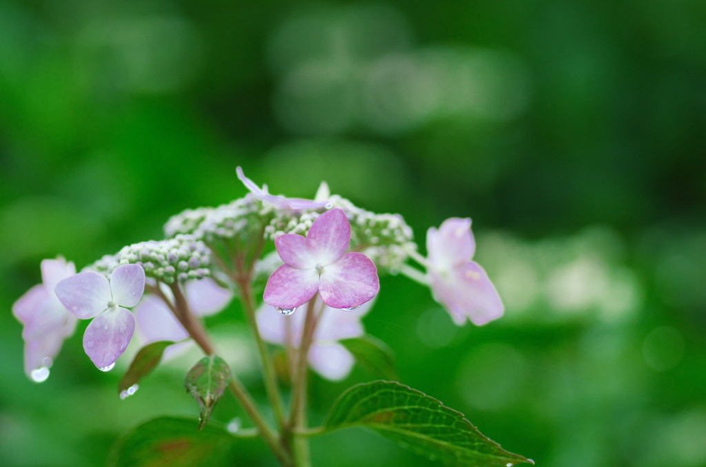 紫陽花