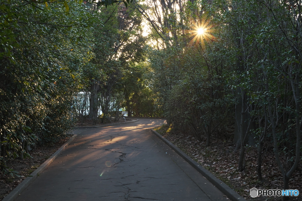 朝の散歩道