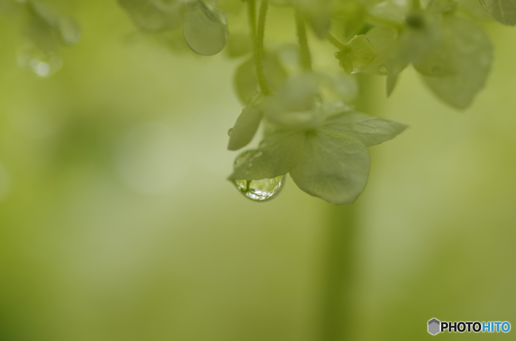 紫陽花のしずく