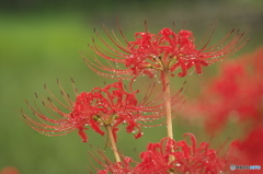 彼岸花の季節