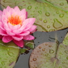 雨の日のスイレンⅡ