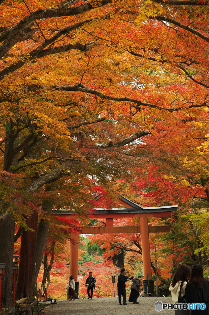 日吉大社の紅葉