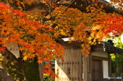 日に映える紅葉