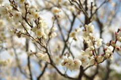 梅の花2