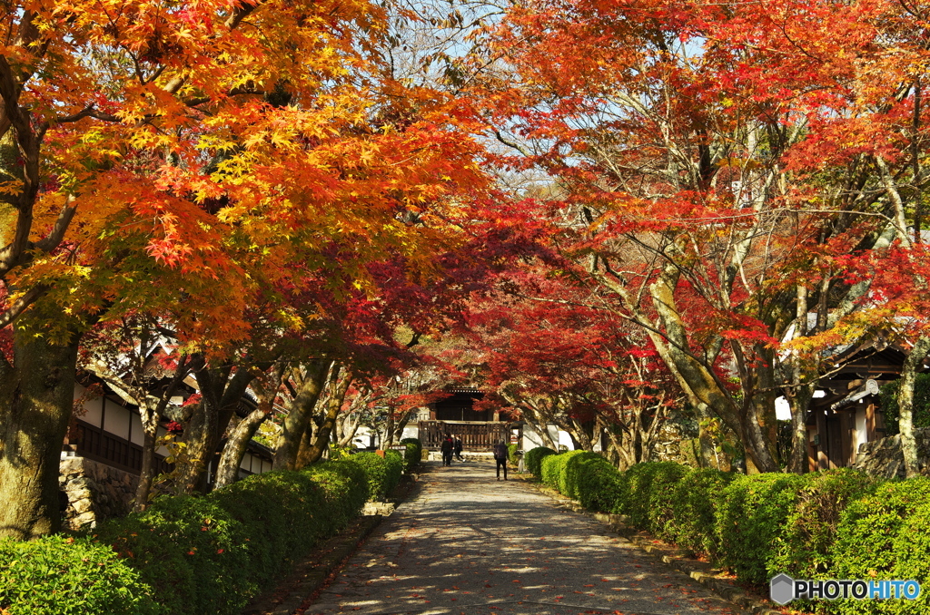 西教寺紅葉の参道