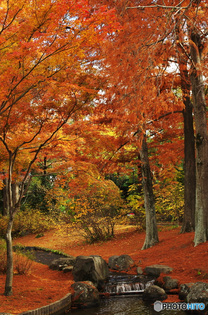 公園の紅葉Ⅱ