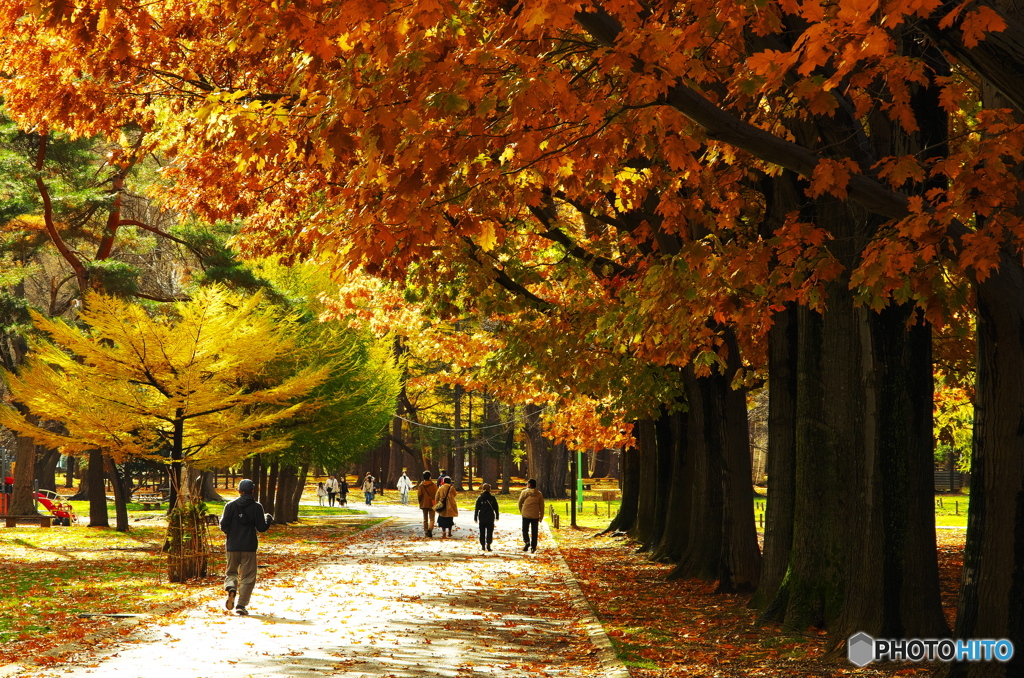 紅葉の円山公園