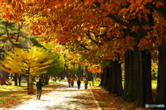 紅葉の円山公園