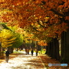 紅葉の円山公園