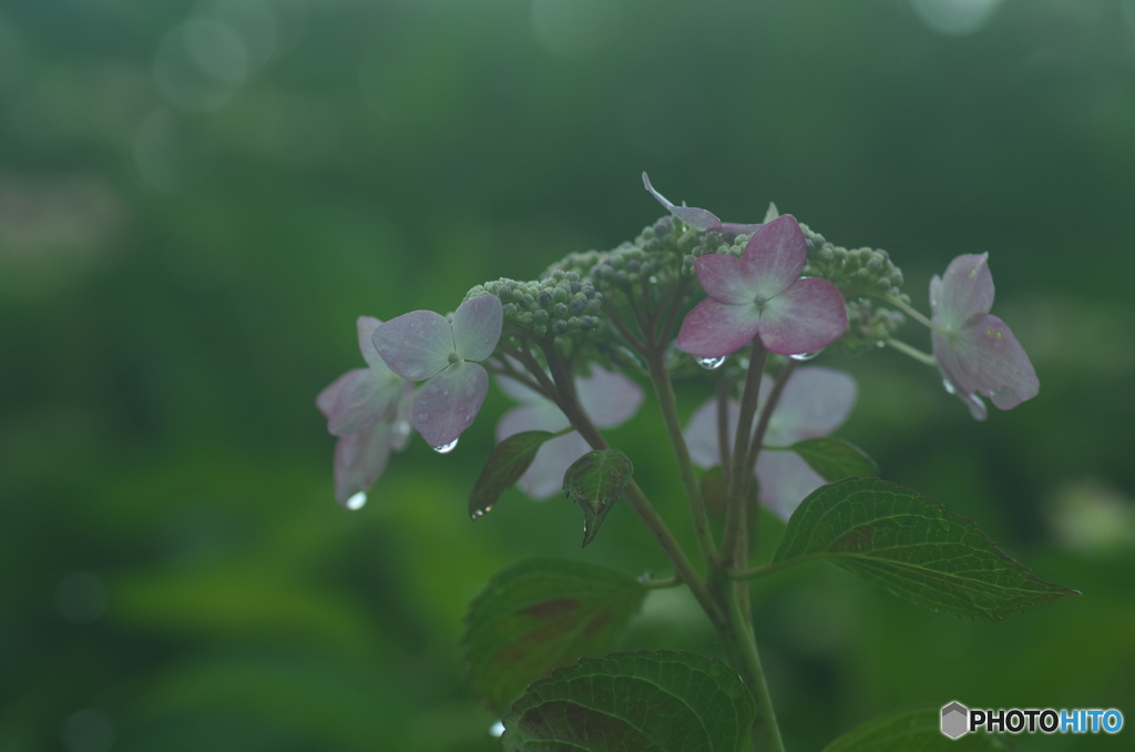 朝露