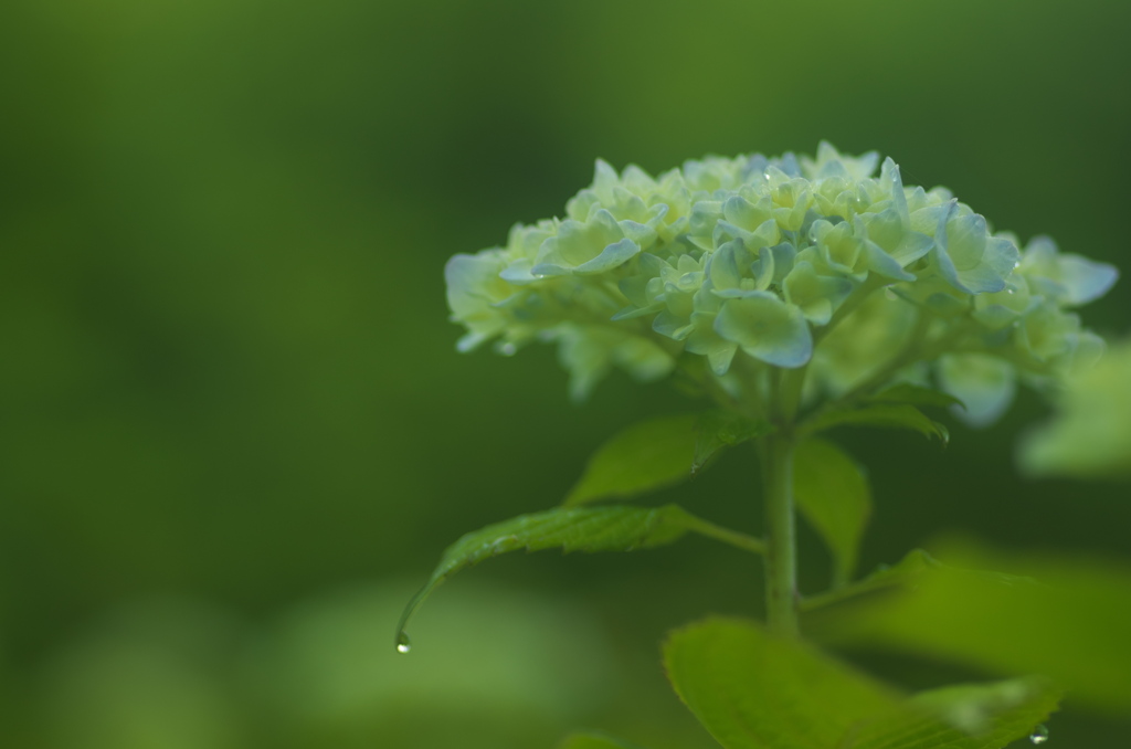 雨後の紫陽花