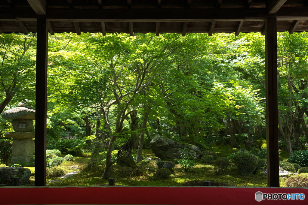 初夏の青紅葉