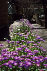 花の道