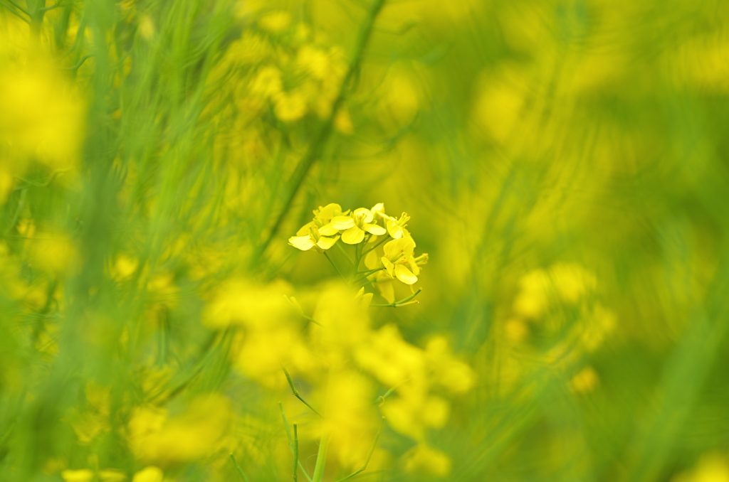 菜の花