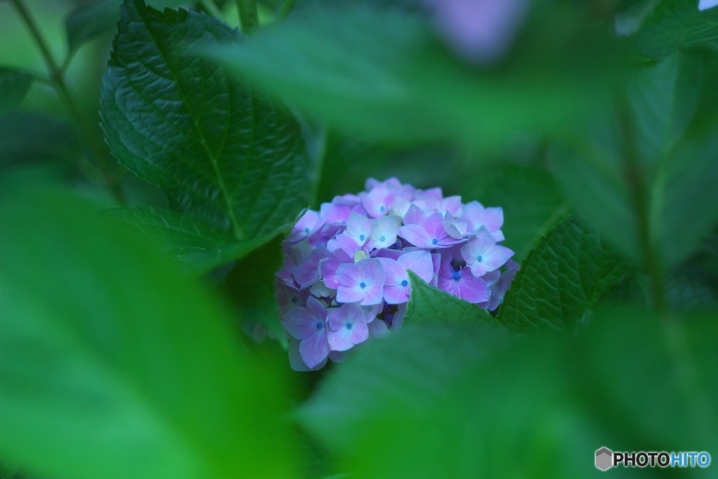 紫陽花9