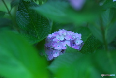 紫陽花9