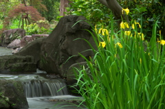 キショウブと小川