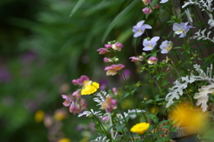 寄せ植えの花Ⅱ