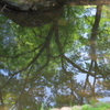 水面に写る新緑