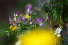 寄せ植えの花